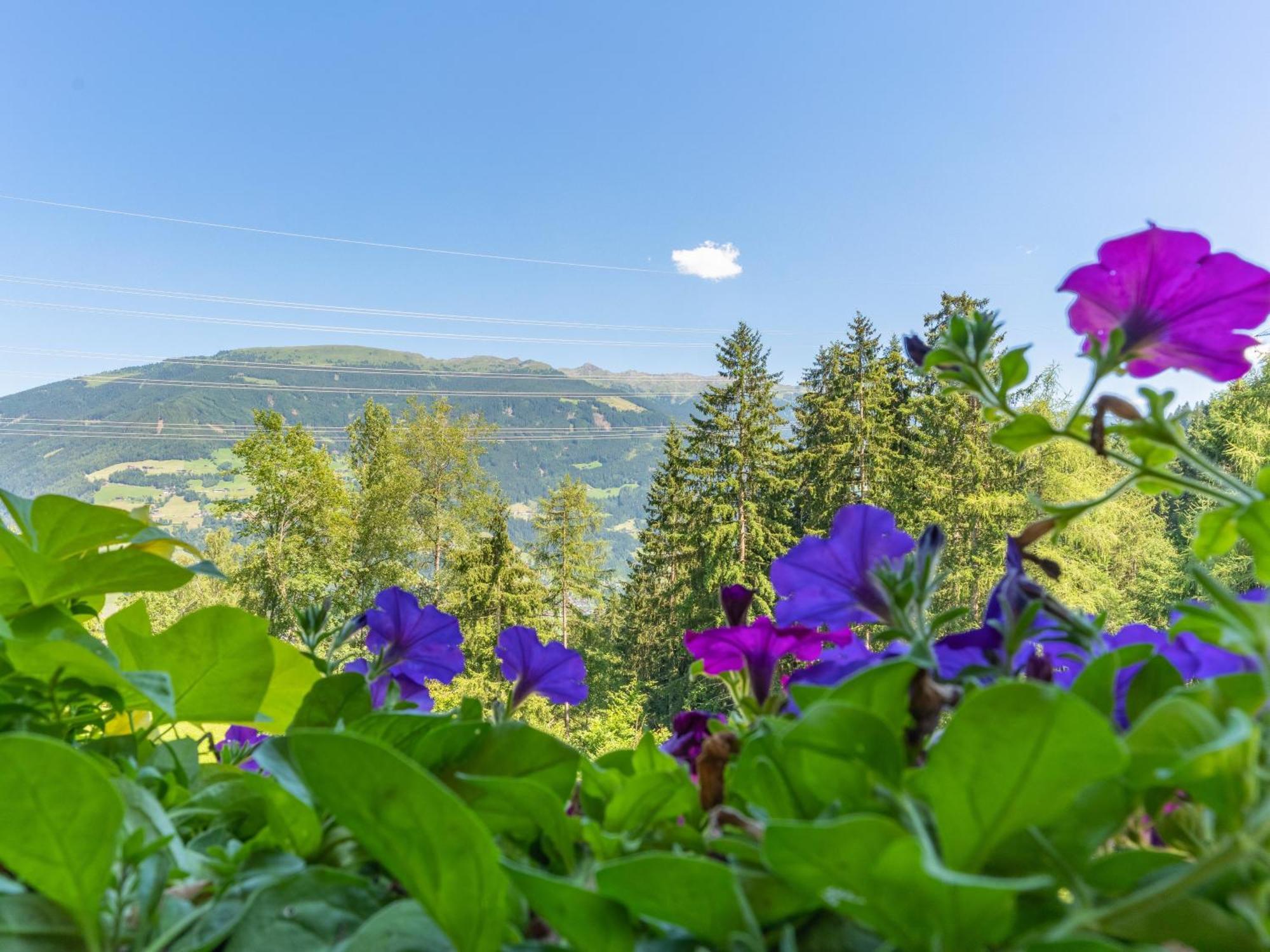 Wieshof Kaltenbach Rum bild
